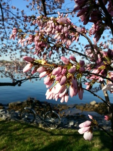 Cherry Blossoms, Surly, on the Potomac