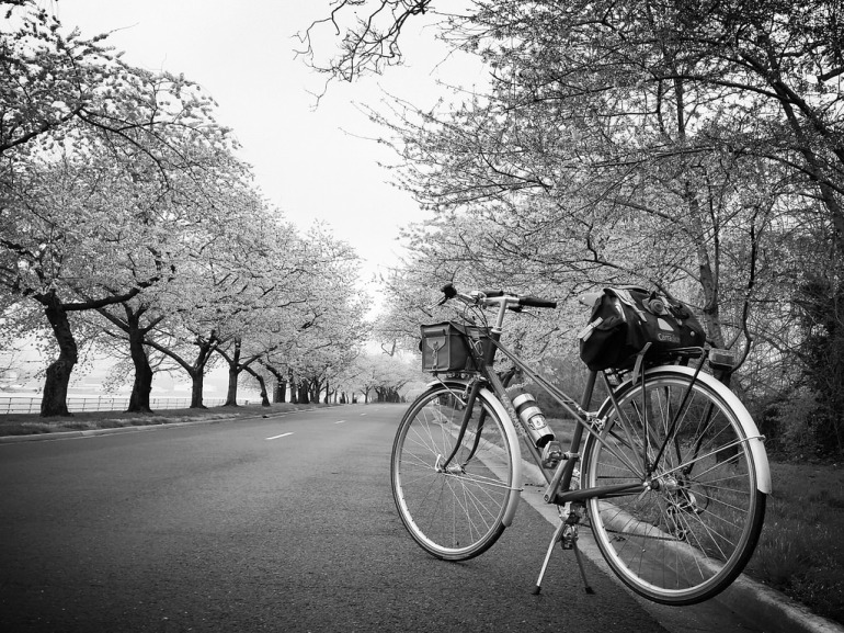 Mixte and blossoms on Hains Point