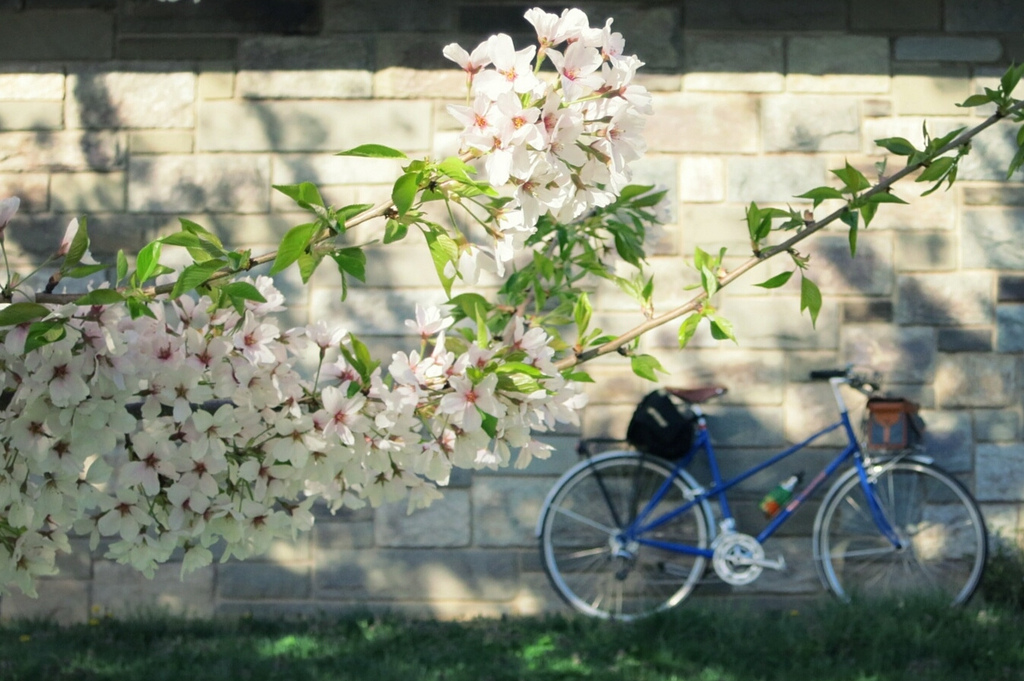 Cherry blossoms and mixte