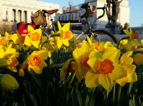 daffodils and surly lht